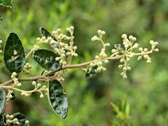 Pomaderris prunifolia