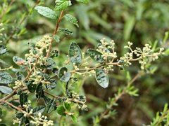 Pomaderris prunifolia