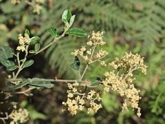 Pomaderris vacciniifolia