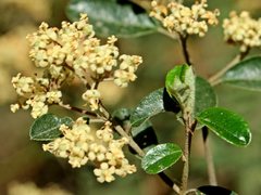 Pomaderris vacciniifolia