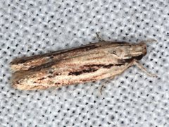 Ardozyga chionoprora