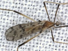 Erioptera amabilis