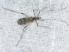 Erioptera amabilis