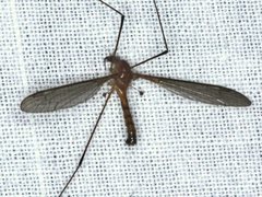 Leptotarsus setivena