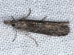 Crocydopora cinigerella