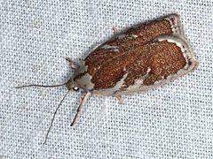 Euchaetis rhizobola