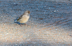 Crithagra atrogularis