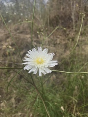 Malacothrix saxatilis