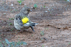 Crithagra atrogularis