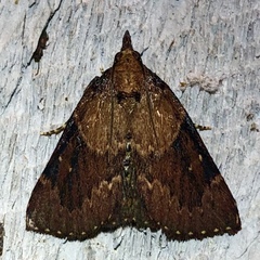 Omphalocera munroei