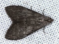 Nola pleurosema