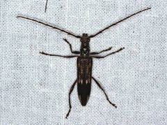 Coptocercus rubripes