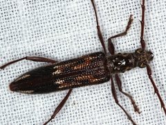 Coptocercus rubripes