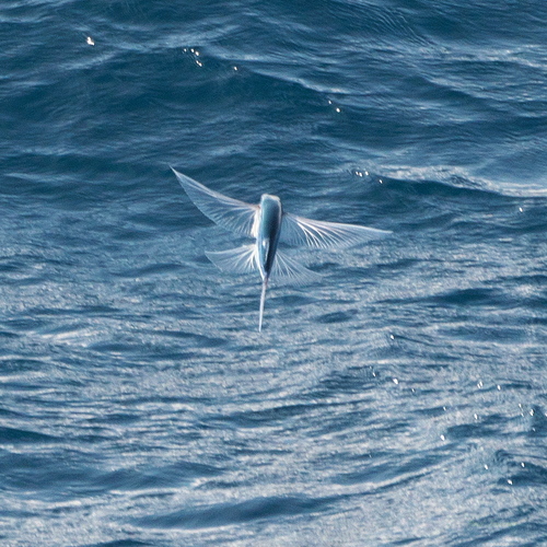 Egale vliegende vis (Cheilopogon unicolor) — Exocoetidae — 5