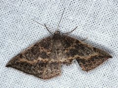 Taxeotis perlinearia