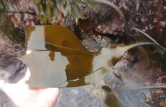 Laminaria setchellii