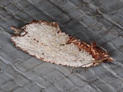 Glyphidoptera polymita