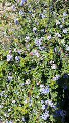 Ceanothus foliosus