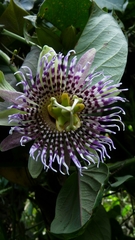 Passiflora ligularis ligularis