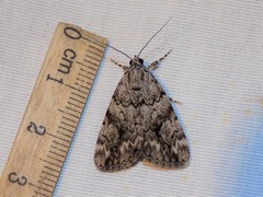 Catocala amica