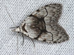 Nola delograpta