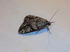 Catocala amica