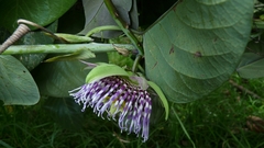 Passiflora ligularis ligularis