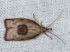 Enchocrates glaucopis