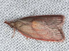 Enchocrates glaucopis