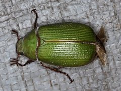 Xylonichus eucalypti