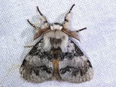 Iropoca rotundata