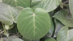 Passiflora ligularis ligularis