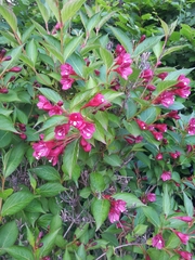 Weigela floribunda