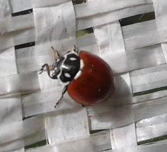 Cycloneda emarginata