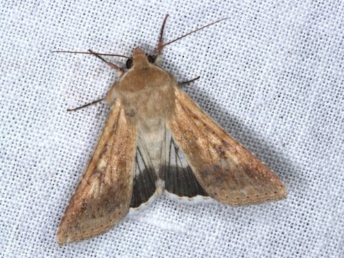 Native Budworm