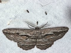 Scioglyptis loxographa