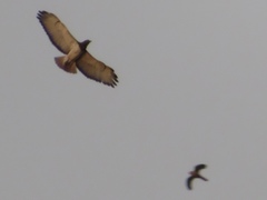 Buteo auguralis