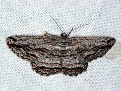 Scioglyptis chionomera