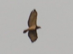 Buteo auguralis