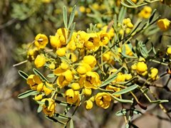 Senna artemisioides coriacea