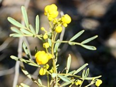 Senna artemisioides coriacea