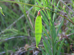 Vicia peregrina