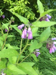 Symphytum officinale