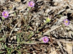 Vittadinia cuneata
