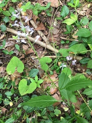 Iodanthus pinnatifidus