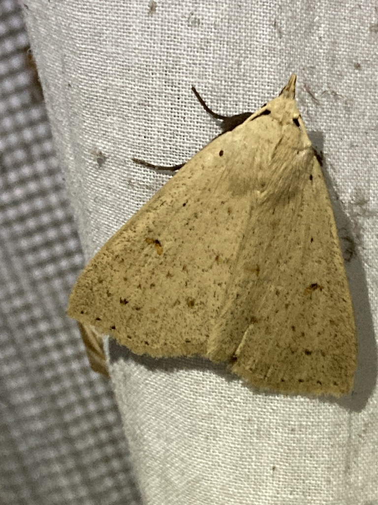 Herminodes valida