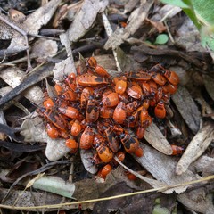 Pyrrhocoris apterus