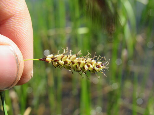 rock sedge (Carex saxatilis)