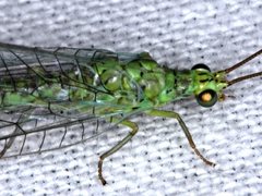 Plesiochrysa ramburi