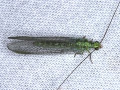 Plesiochrysa ramburi